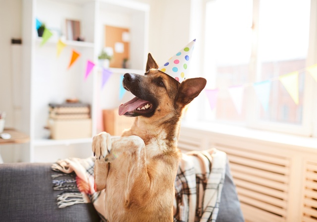 A dog sitting pretty.
