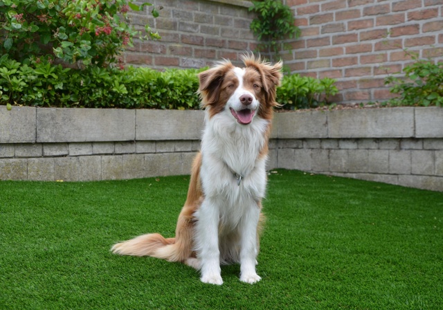 A dog sitting in a garden.