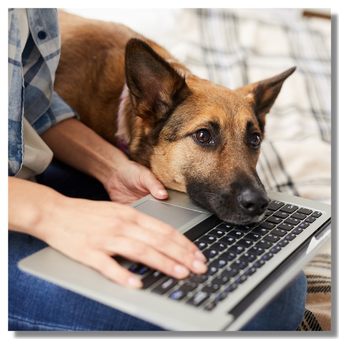 Dog thinking with head on a laptop