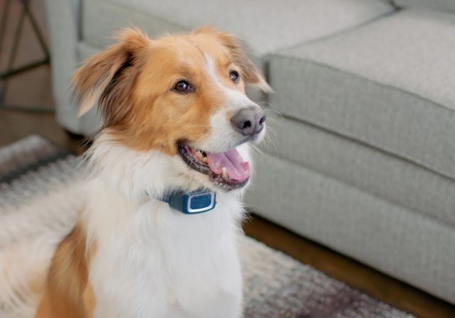 A dog with an anti-bark collar.