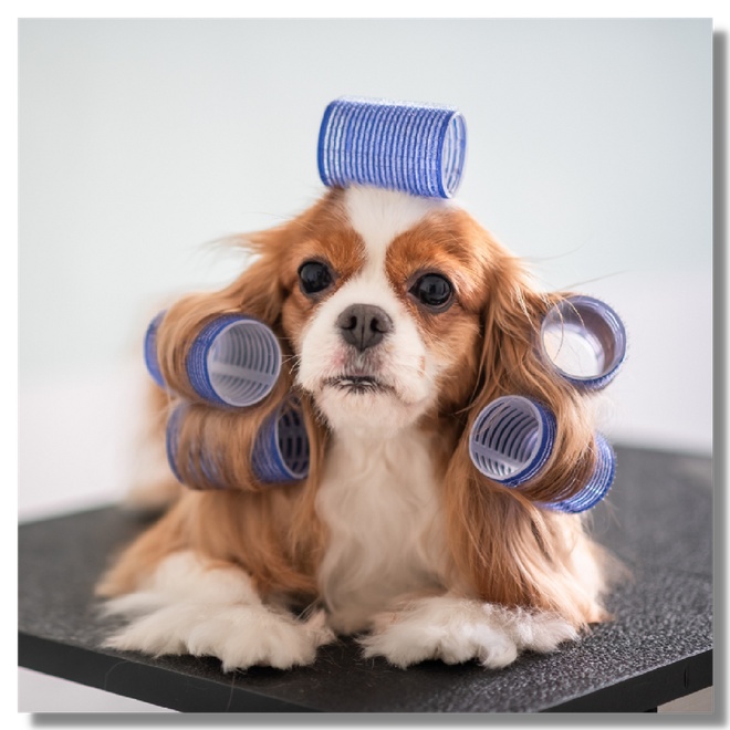 Dog with grooming needs