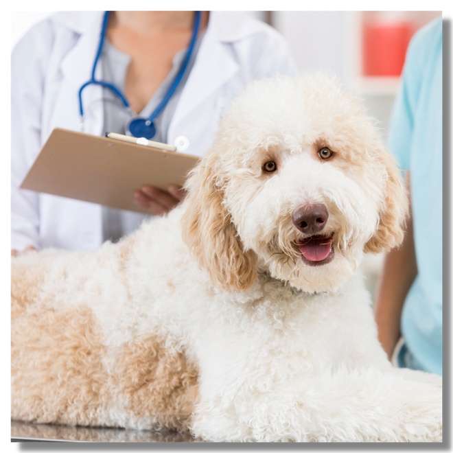 A white dog at the vet