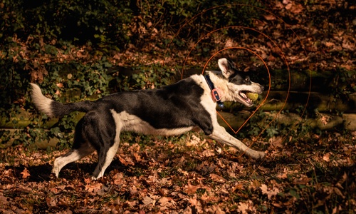 dog with weenect xs tracker
