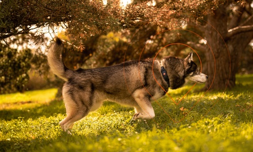 dog with weenect xt tracker