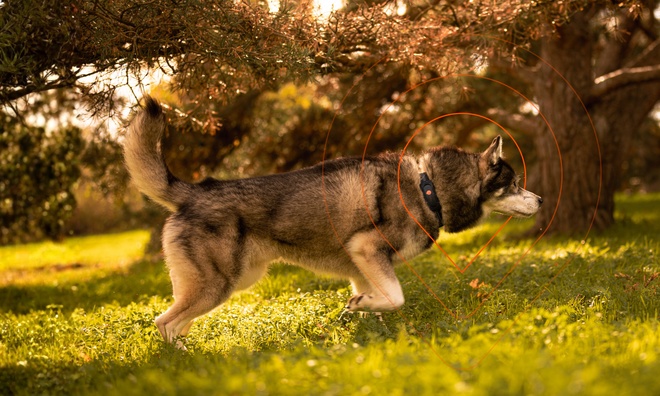 dog with weenect xt tracker