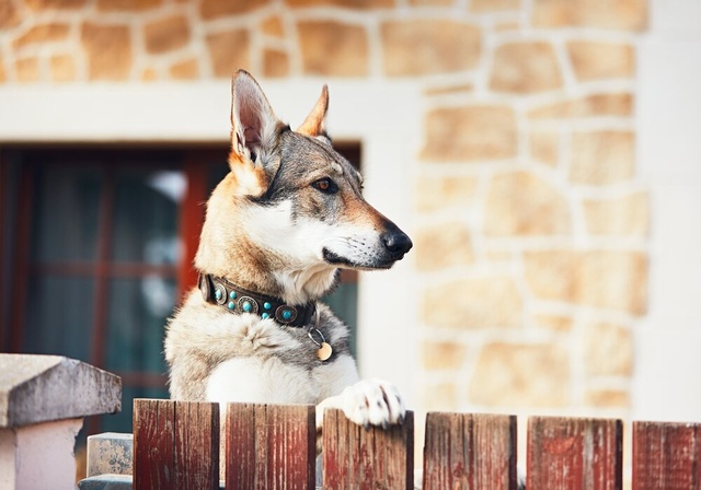 big dog looking over a fence