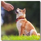dog being trained