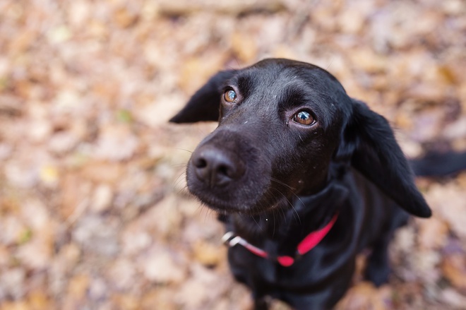 black dog with a red collar looking up
