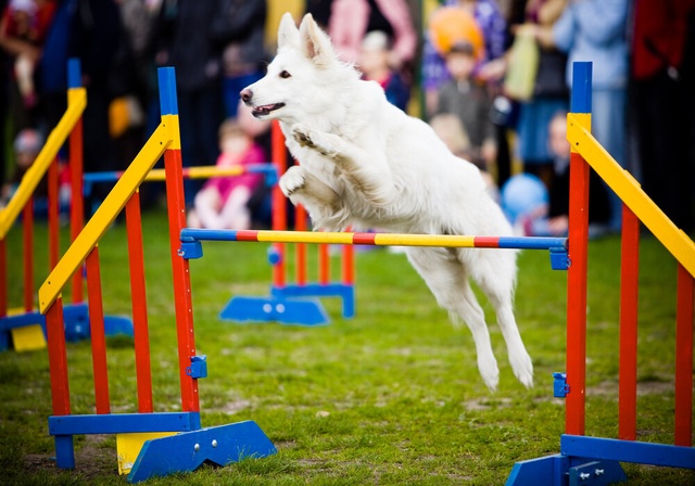 white dog in agility jumping over a hurdle