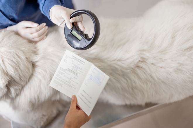 dog microchip
