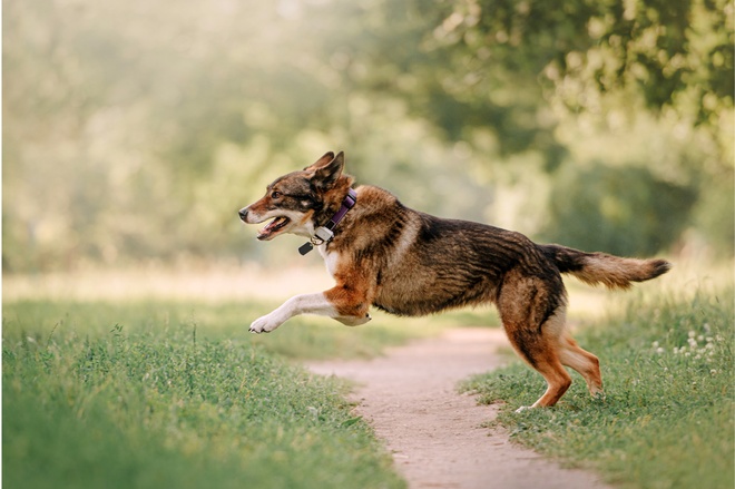dog tracker