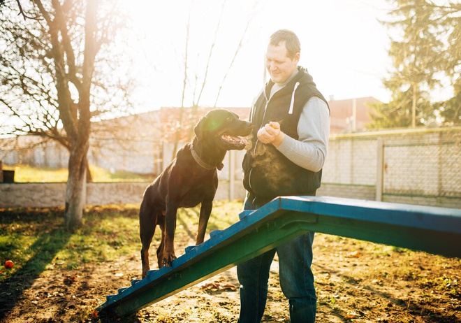 dog training