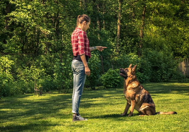 woman trainer teaching a german shepperd to sit
