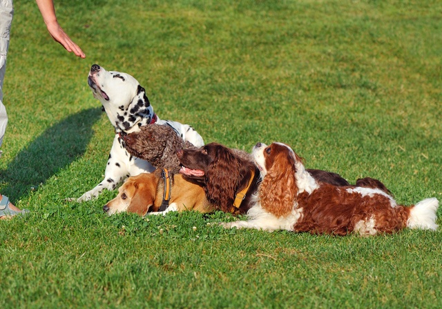 Dogs during a stay training session.