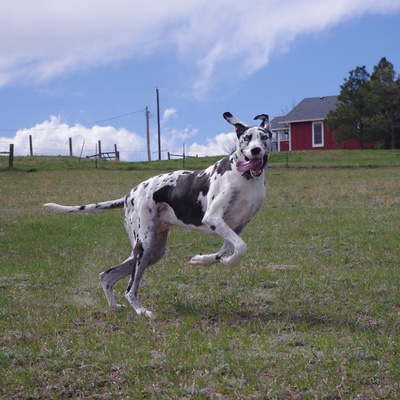 a Great Dane jumping on the grass