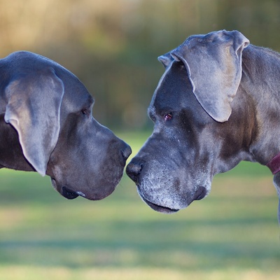 a Great Dane in front of another Great Dane