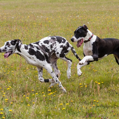 a Great Dane chasing another Great Dane