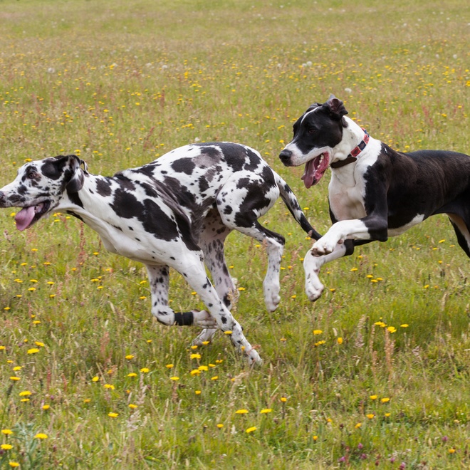 a Great Dane chasing another Great Dane