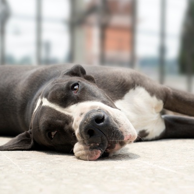 a Great Dane lying down