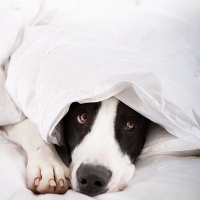 a Great Dane tucked in a blanket