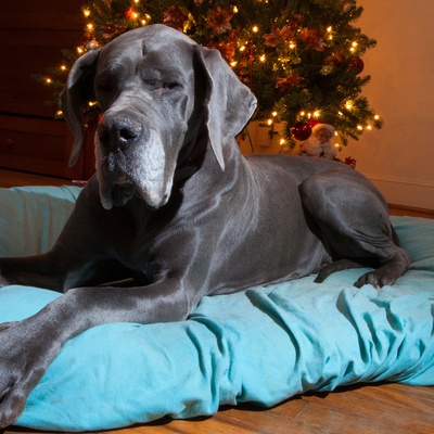 a silver Great Dane lying in its blue basket
