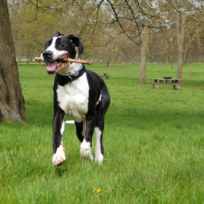 a Great Dane with a stick in its mouth