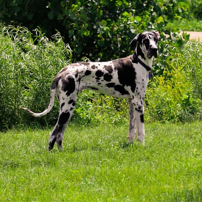 a Great Dane on grass