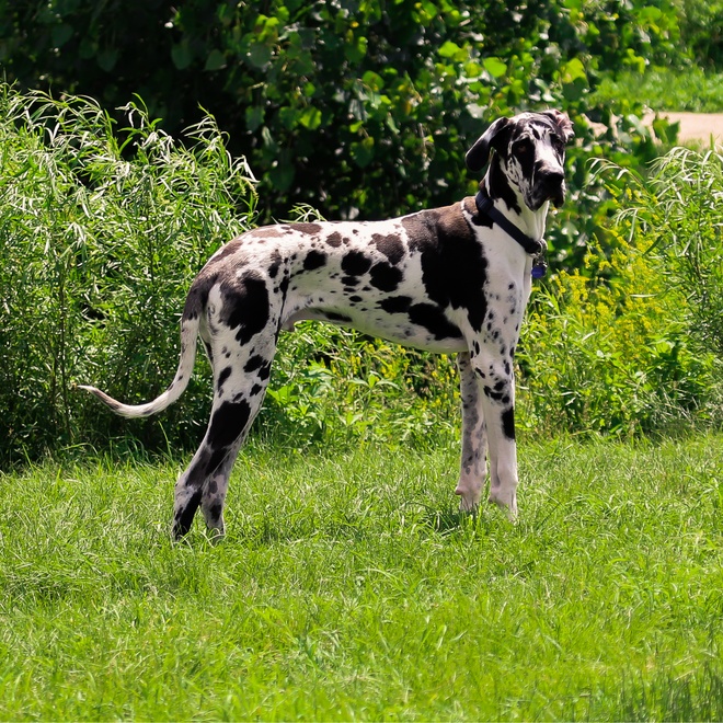 a Great Dane on grass