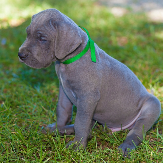 un chiot dogue allemand argenté avec un collier vert