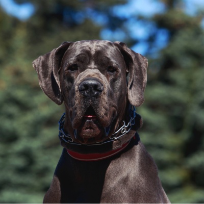 portrait of a Great Dane