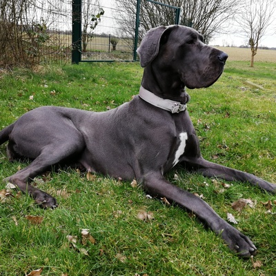 a Great Dane sitting in the grass on guard