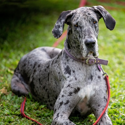 a gray spotted Great Dane lying in the grass