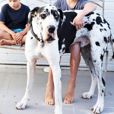 a Great Dane near humans
