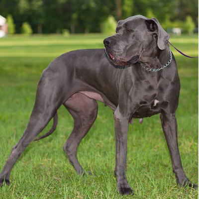 a Great Dane being attentive