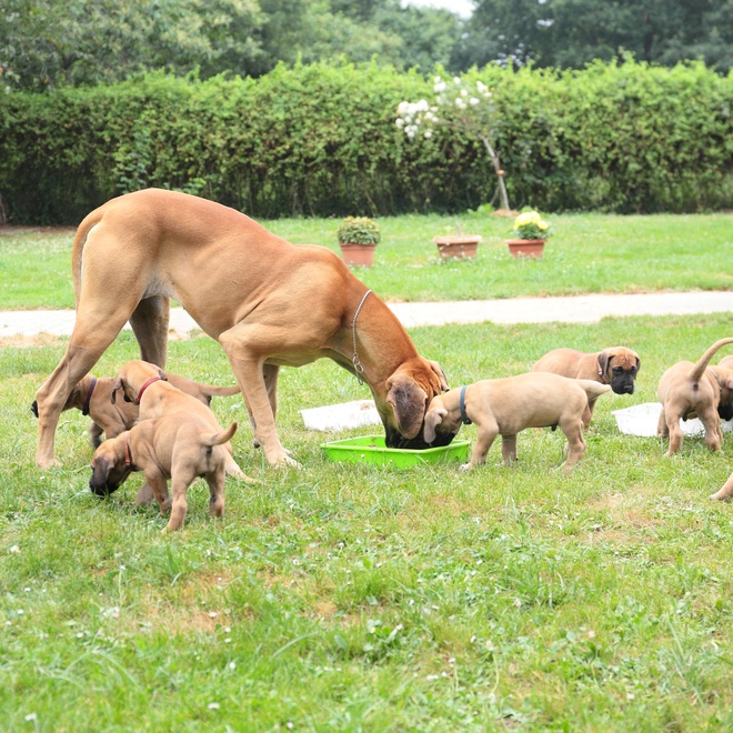 un mastiff assis sagement dans l'herbe