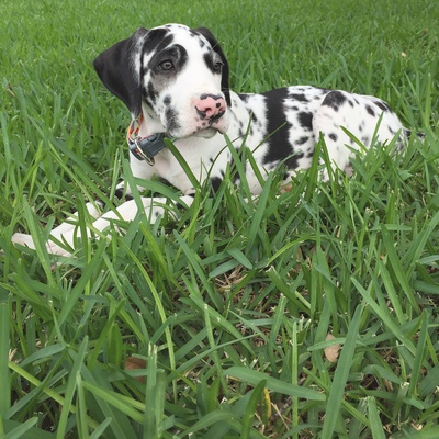 a young harlequin Great Dane puppy