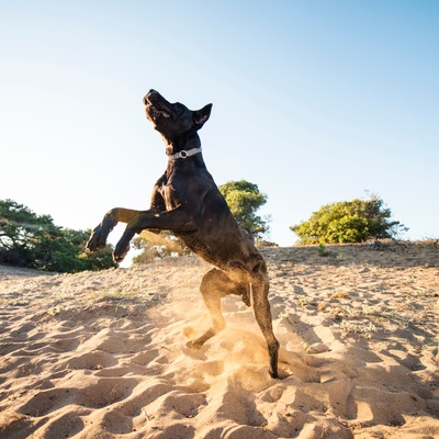 a Great Dane on the beach
