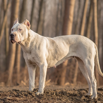 a Dogo Argentino in the forest