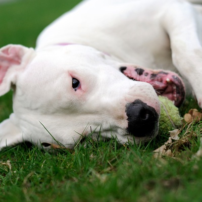 a Dogo Argentino with its head placed on the grass
