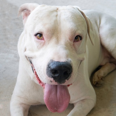a Dogo Argentino with its tongue out