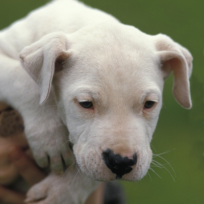 a Dogo Argentino puppy