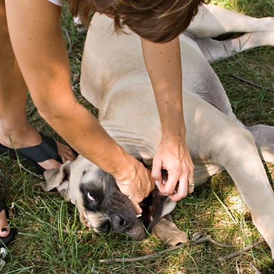 a Dogo Argentino being pet