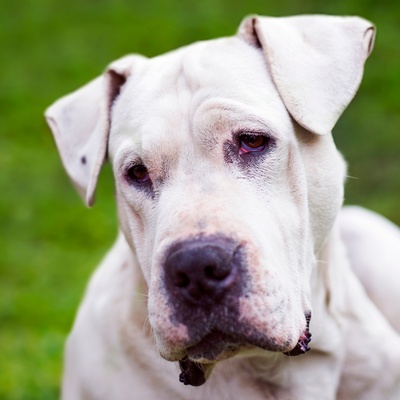 portrait of a Dogo Argentino
