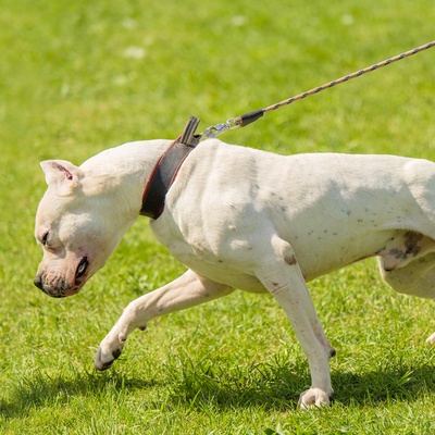 a Dogo Argentino walking whilst being on a leash