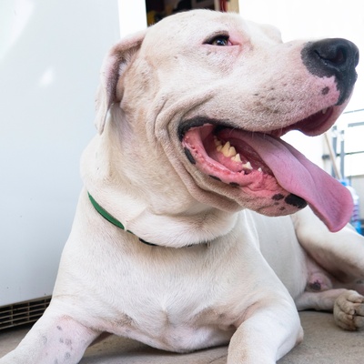 a Dogo Argentino with its mouth open