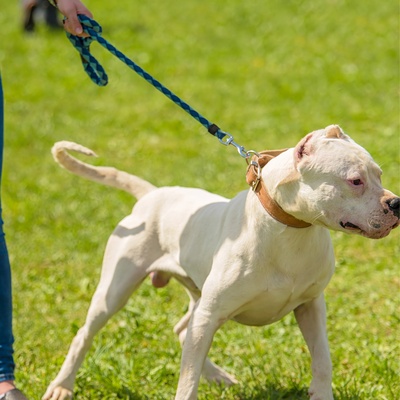 a Dogo Argentino on a leash