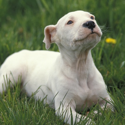 un jeune dogue argentin allongé sur l'herbe