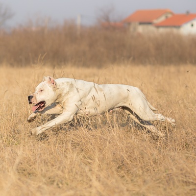 a Dogo Argentino running in a field