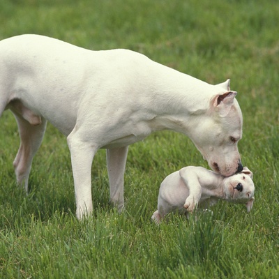 a Dogo Argentino cuddling a puppy in the grass