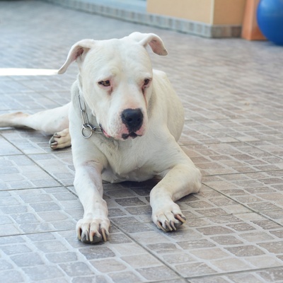 a Dogo Argentino laying on the ground